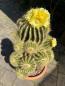 Preview: Notocactus warasi